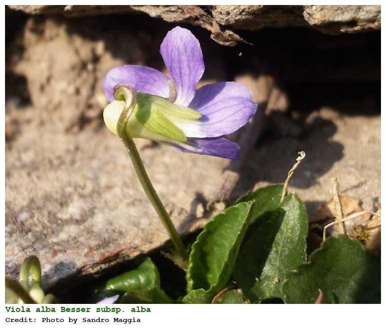 Viola alba Besser subsp. alba